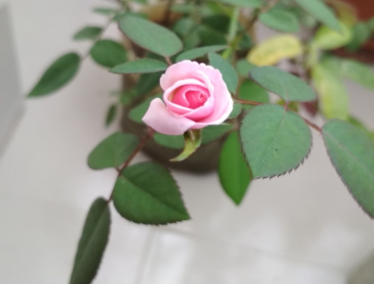 Delicadeza em miniatura! Saiba como cultivar mini-rosas em vasos