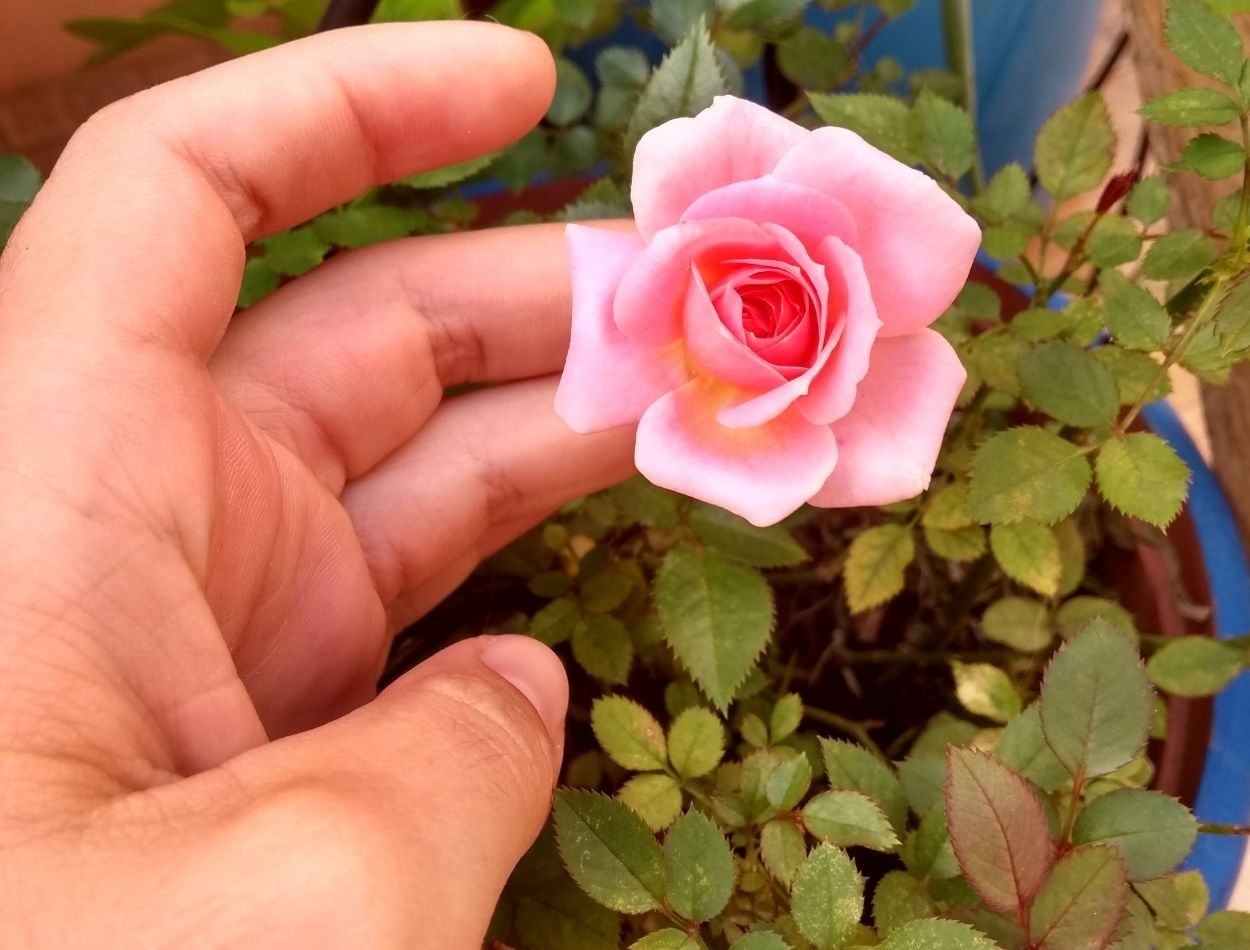 Delicadeza em miniatura! Saiba como cultivar mini-rosas em vasos