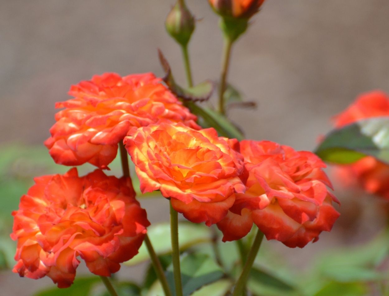 Delicadeza em miniatura! Saiba como cultivar mini-rosas em vasos