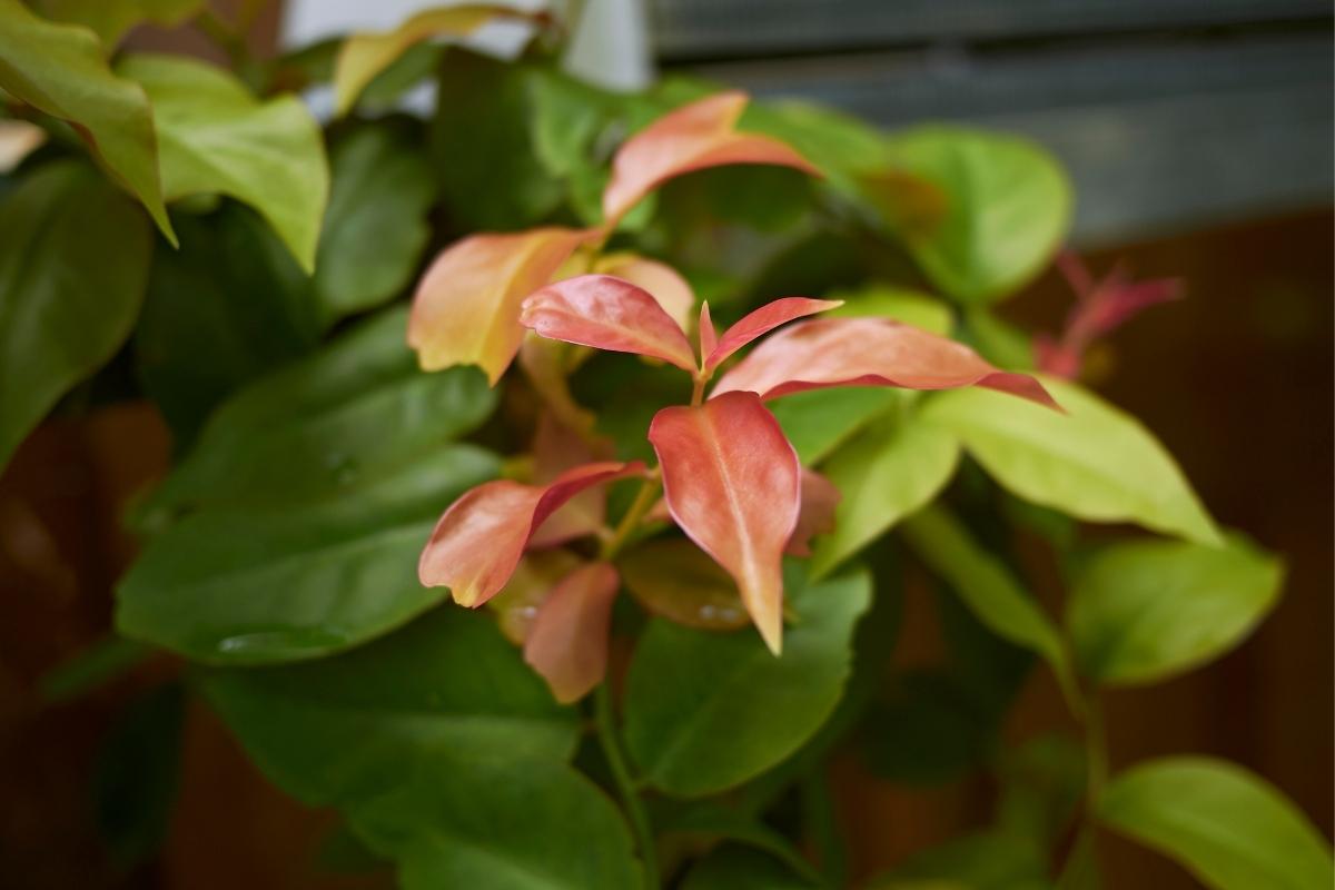 cultivar ora pro nobis