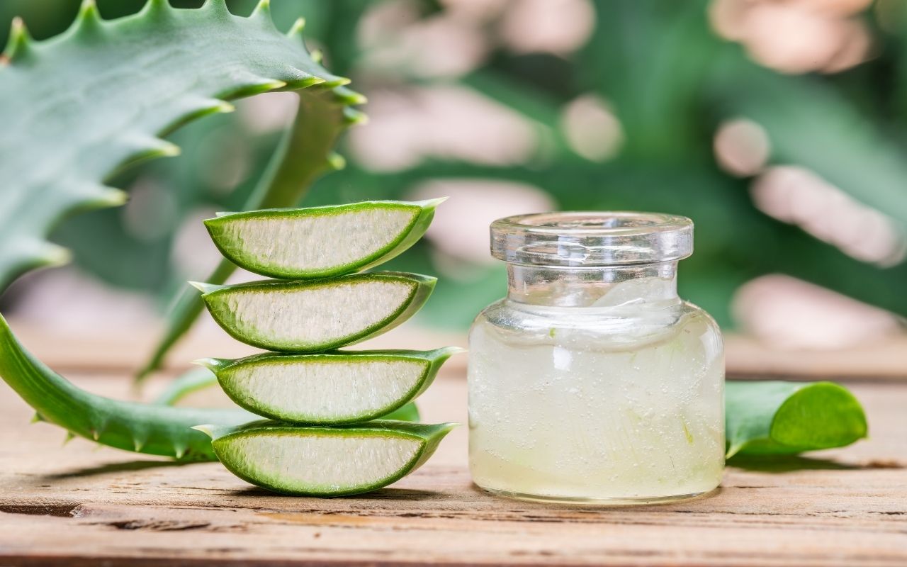 Cultivo de Babosa no vaso