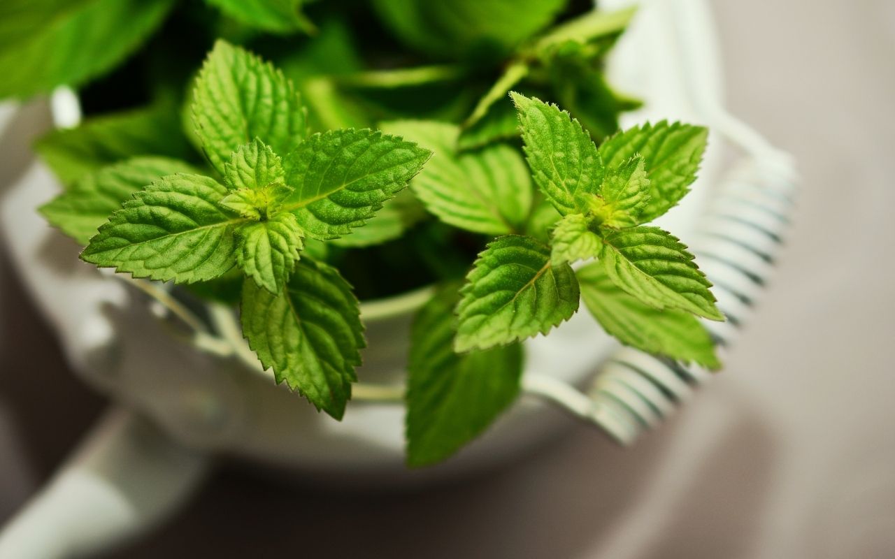 Cultivo de hortelã no vaso