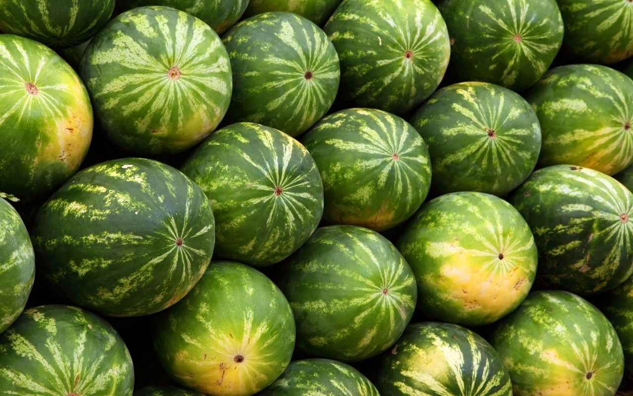 Cultivo de melancia em pequenos espaços