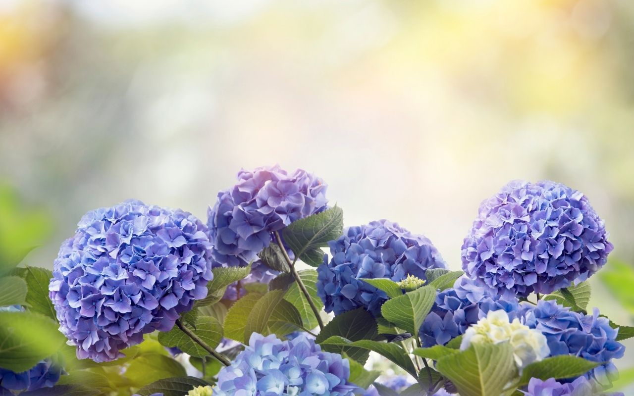 Curiosidades sobre as Hortênsias.