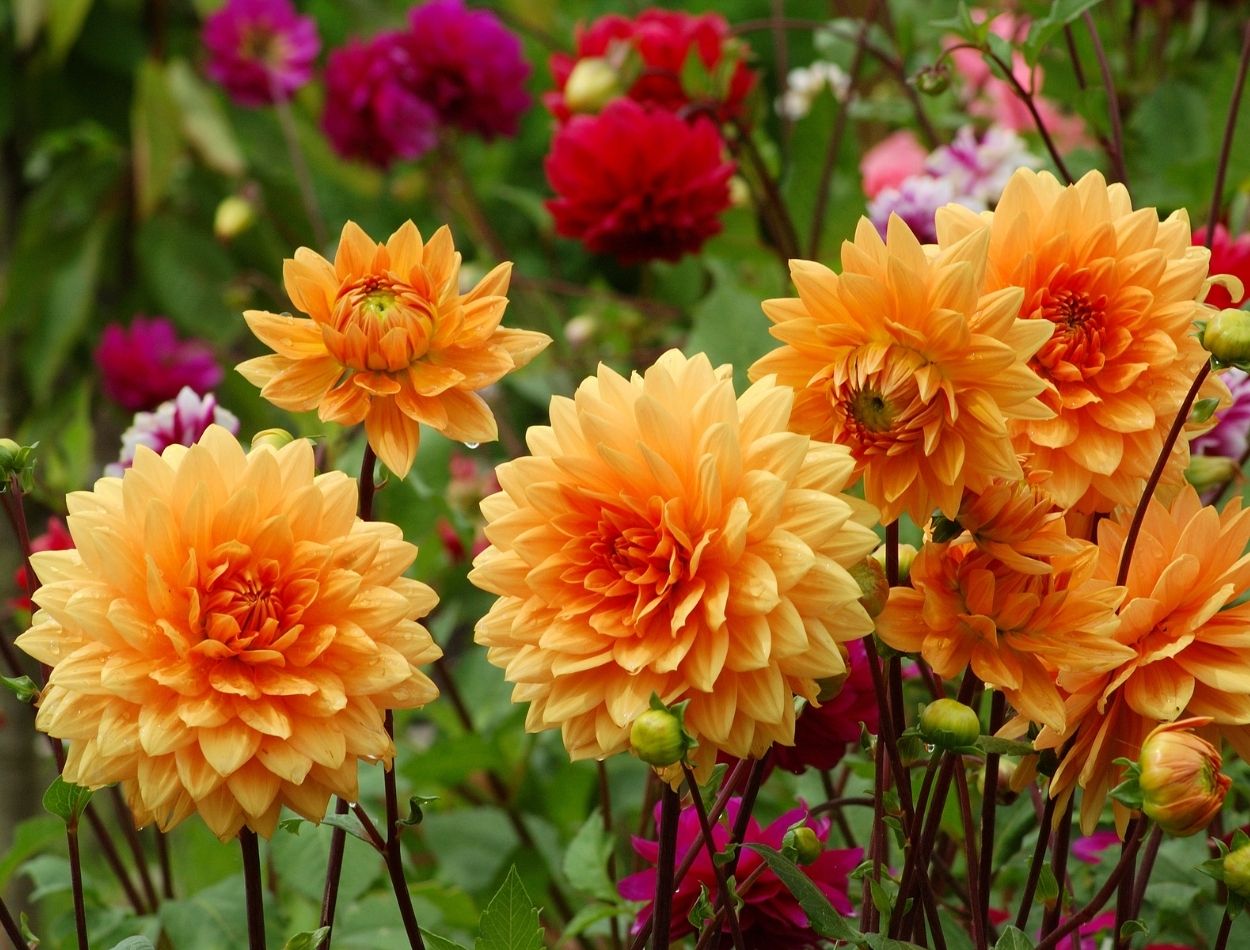 Como cultivar dálias e ter a beleza da flor em casa?  Fácil de cuidar e embeleza qualquer ambiente