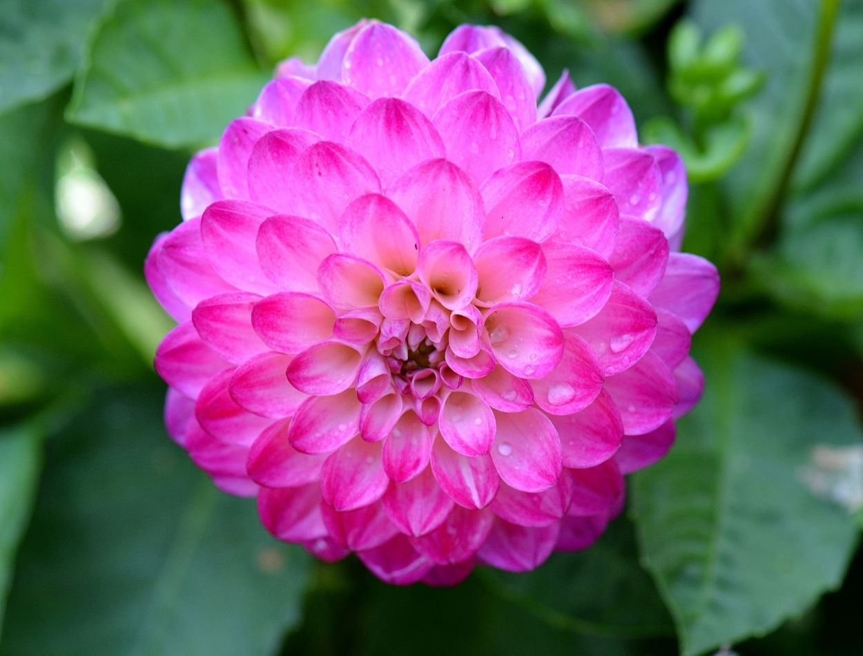 Como cultivar dálias e ter a beleza da flor em casa?  Fácil de cuidar e embeleza qualquer ambiente