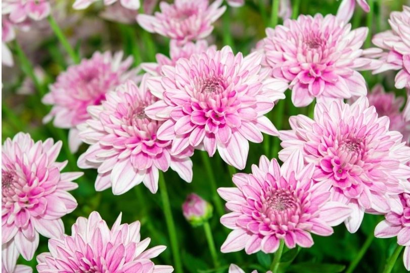 5 flores venenosas que você precisa ter cuidado: veja agora quais são