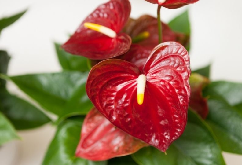 5 flores venenosas que você precisa ter cuidado: veja agora quais são