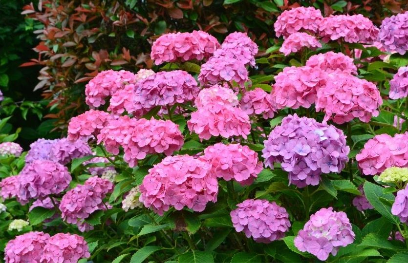 5 flores venenosas que você precisa ter cuidado: veja agora quais são