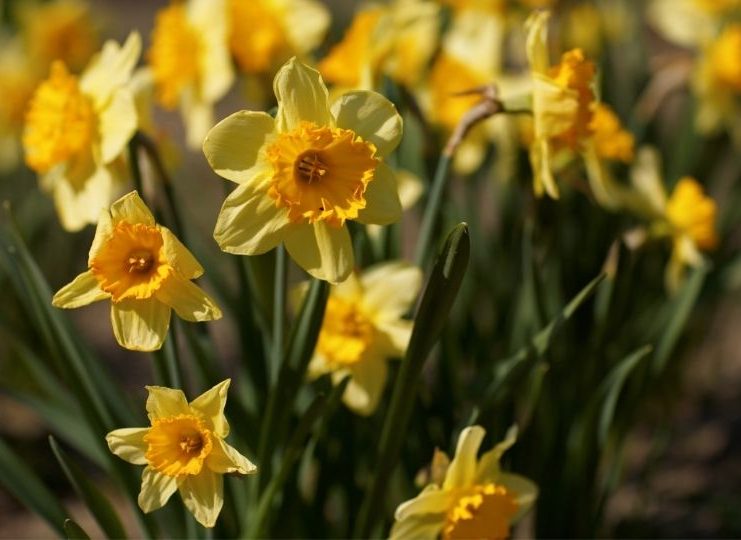 5 flores venenosas que você precisa ter cuidado: veja agora quais são