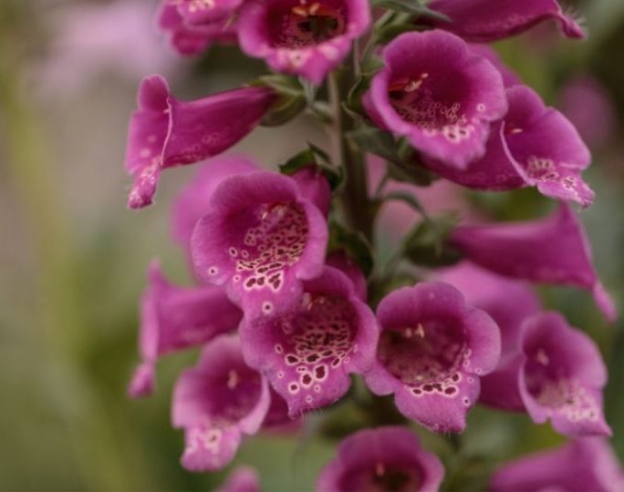 5 flores venenosas que você precisa ter cuidado: veja agora quais são 5 flores venenosas que você precisa ter cuidado: veja agora quais são