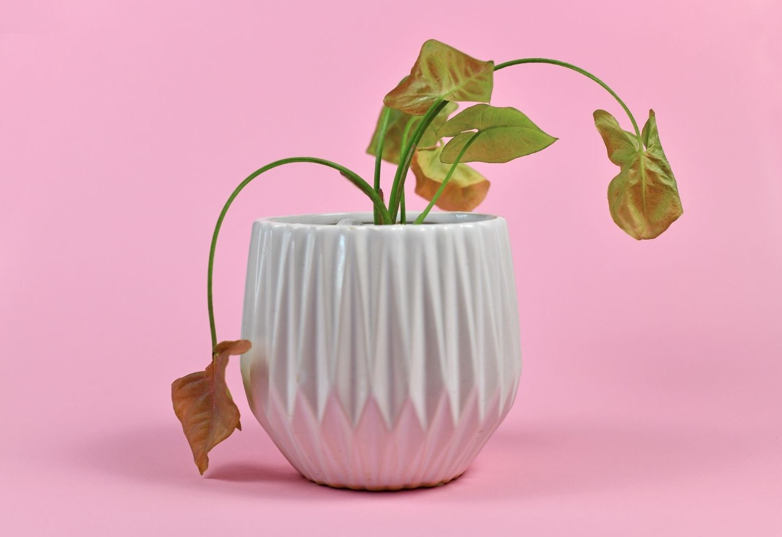 Folhas amareladas nas plantas é normal