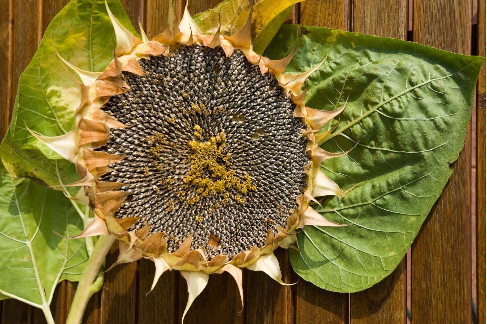 Como cultivar Girassol de Jardim: veja como é fácil e simples