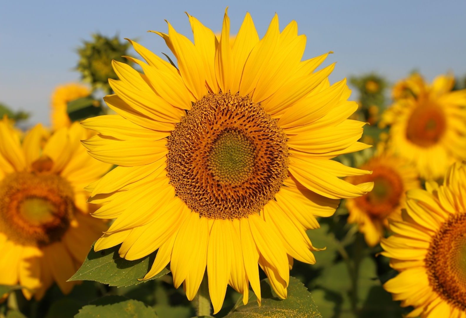 Como cultivar Girassol de Jardim: veja como é fácil e simples