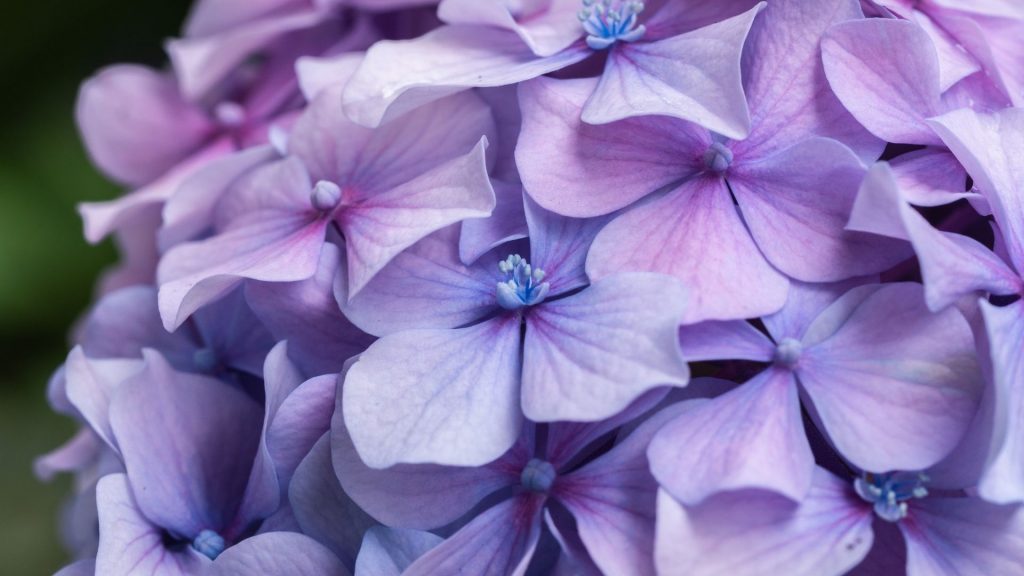 Quais são as flores que várias cores. Foto: Canva pro