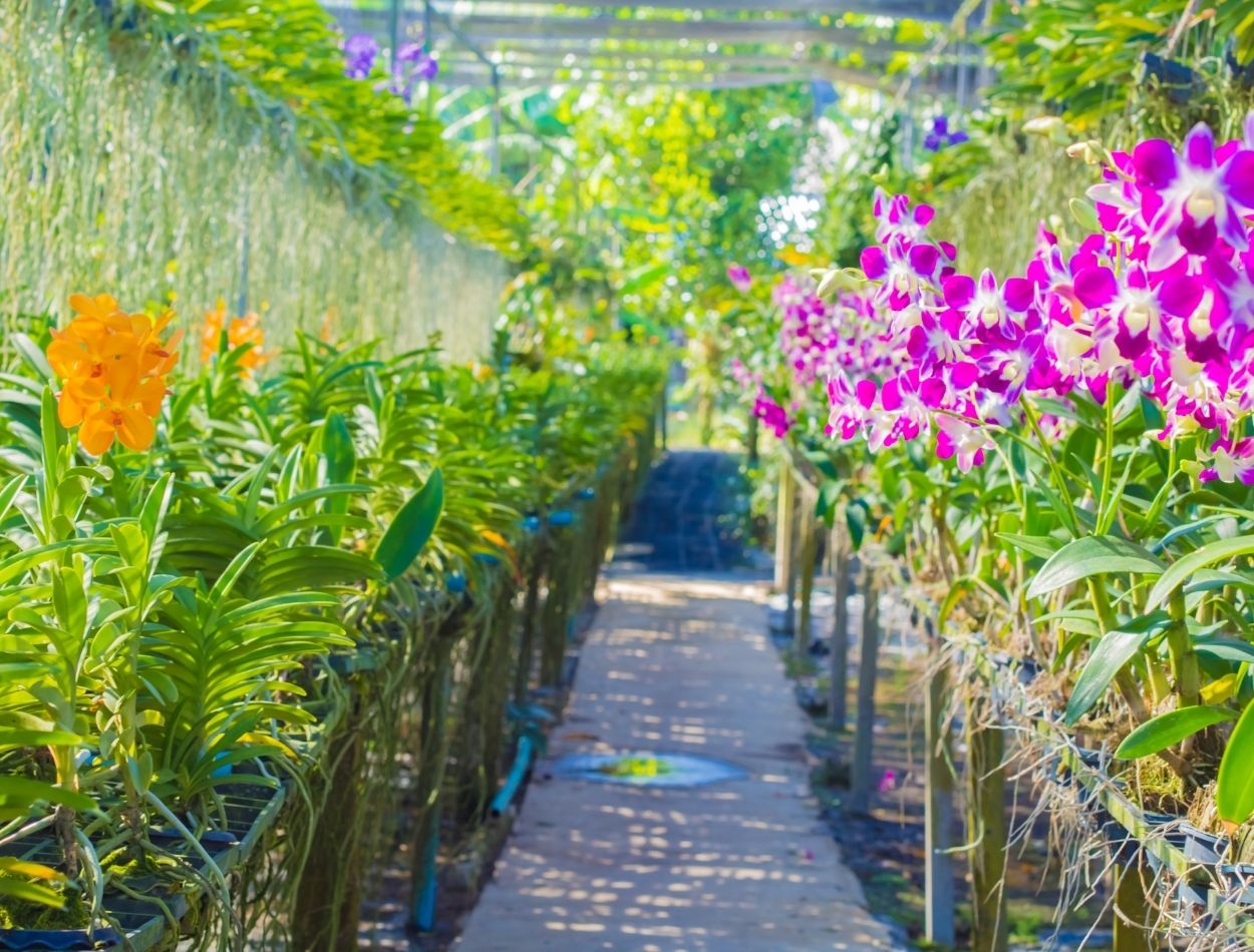 Confira agora mesmo 5 dicas para ter orquídeas com raízes abundantes! É imperdível; veja