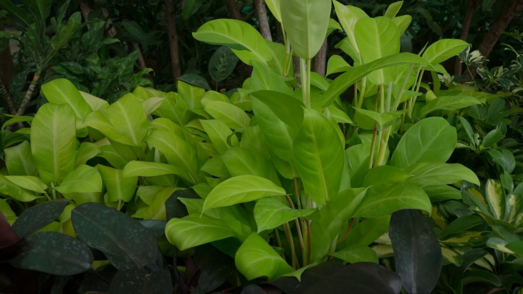 Plantas que preferem sombra. Foto: Canva pro