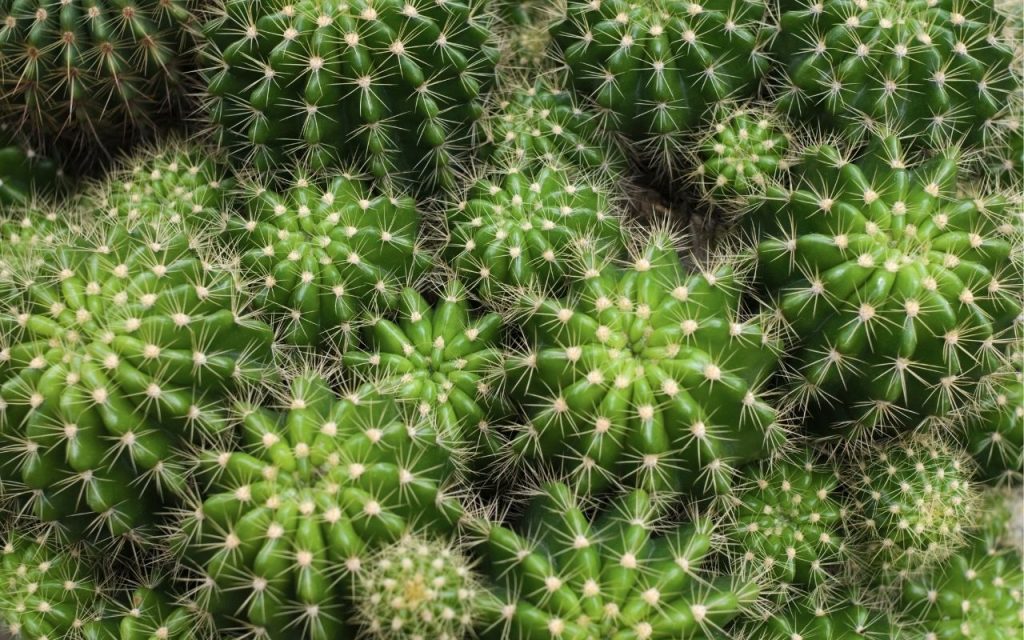 Plantas para decorar a cozinha e deixá-la mais linda e agradável. Foto: Canva Pro.