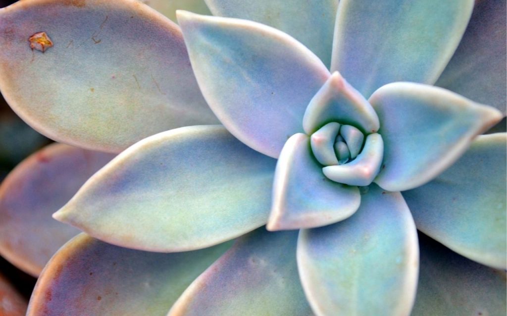 Plantas para decorar a cozinha e deixá-la mais linda e agradável. Foto: Canva Pro.