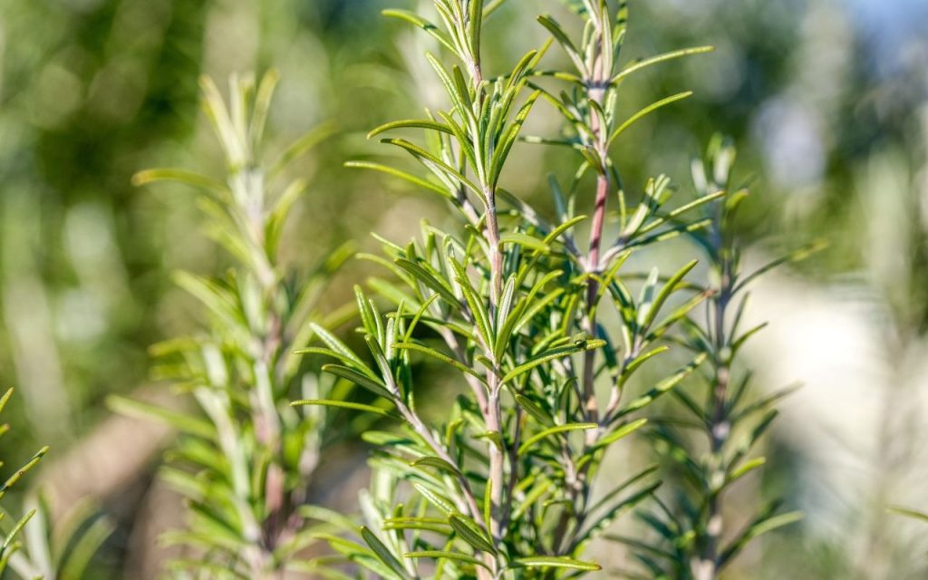 Plantas para decorar a cozinha e deixá-la mais linda e agradável. Foto: Canva Pro.