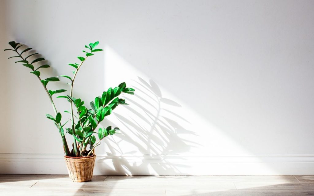 Plantas para decorar a cozinha e deixá-la mais linda e agradável. Foto: Canva Pro.