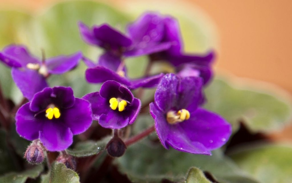 Plantas para decorar a cozinha e deixá-la mais linda e agradável. Foto: Canva Pro.