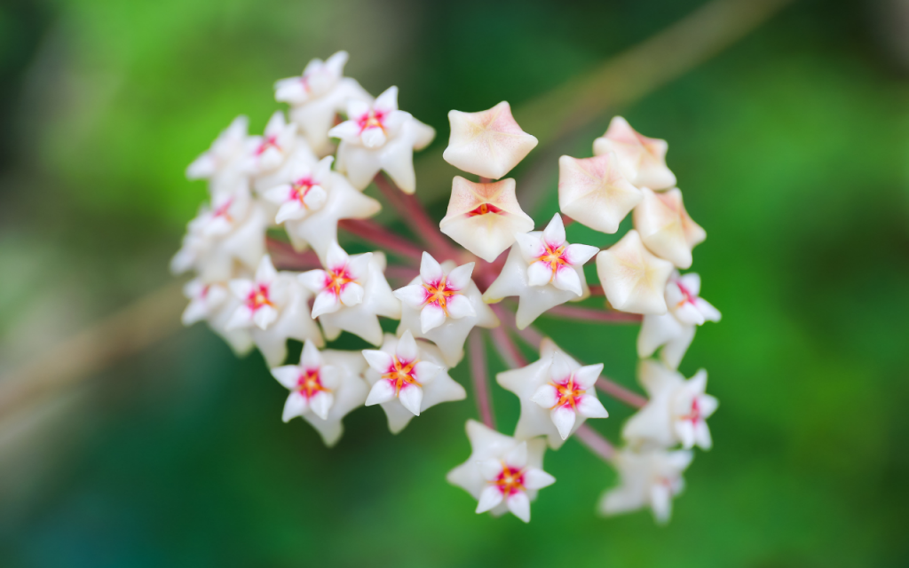 Plantas que preferem sombra.