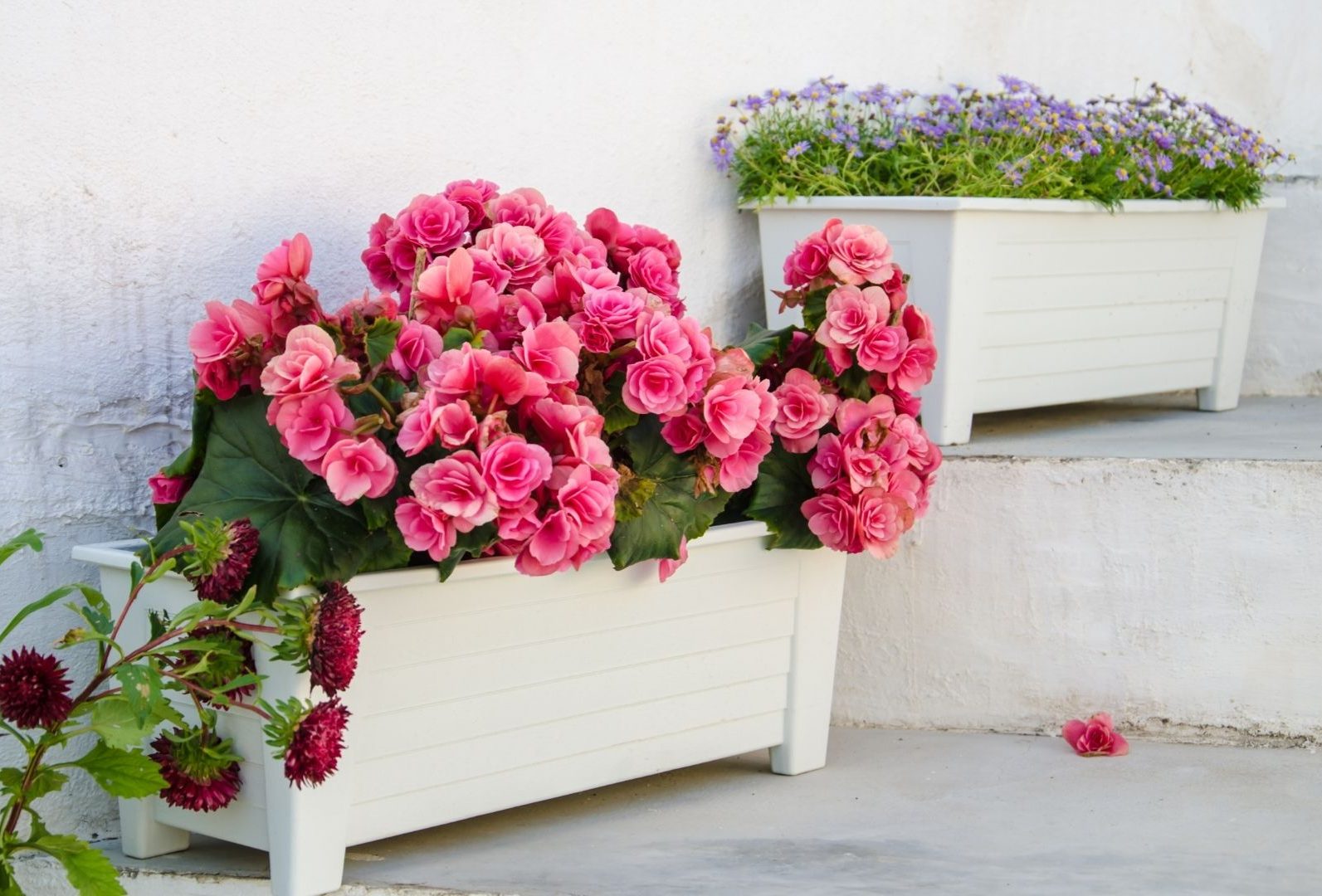 Plantas que florescem o ano todo: veja quais são