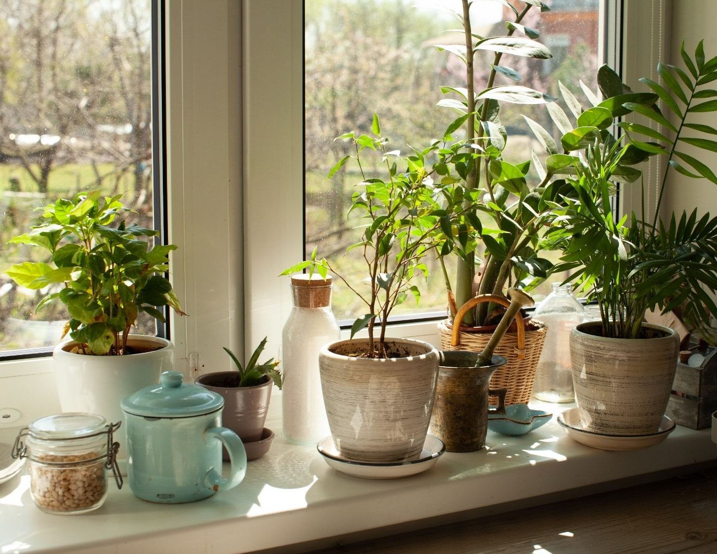 Quais plantas combinam com a cozinha