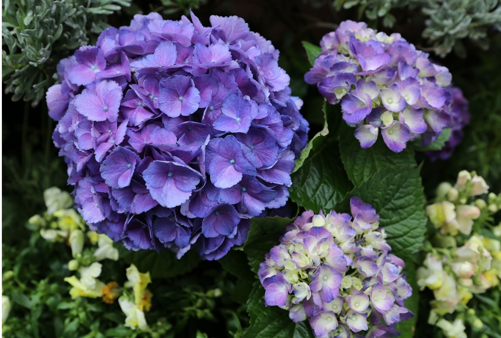 Plantas que fazem mal ao seu pet: confira 5 espécies mortais 