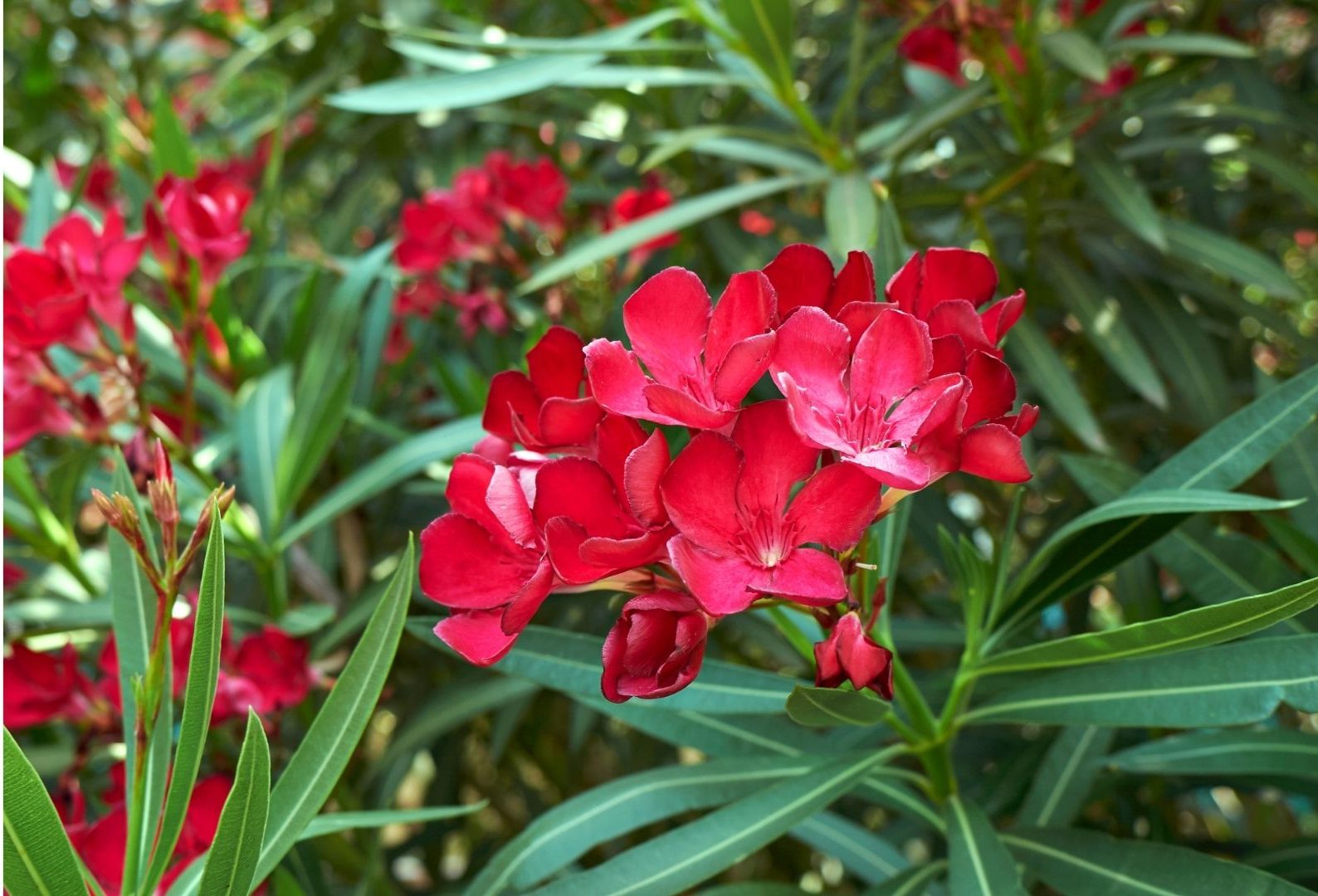 Plantas que fazem mal ao seu pet: confira 5 espécies mortais 
