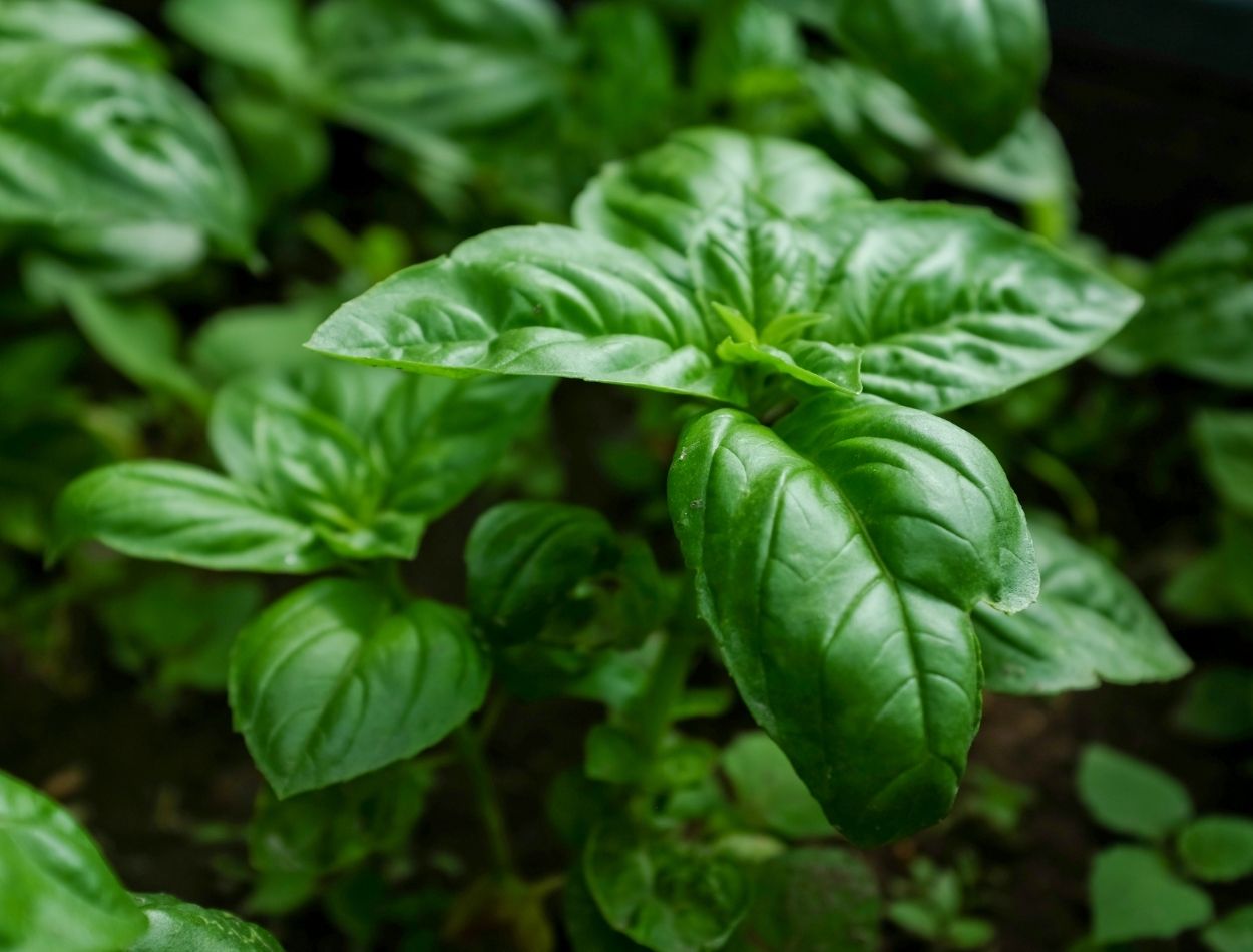 5 plantas repelentes fáceis de cultivar: proteja sua família sem a utilização de produtos químicos