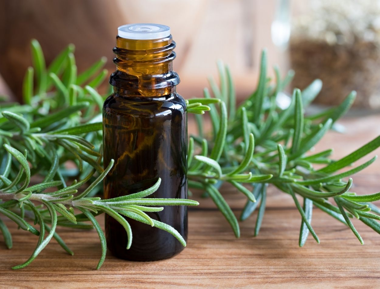 5 plantas repelentes fáceis de cultivar: proteja sua família sem a utilização de produtos químicos