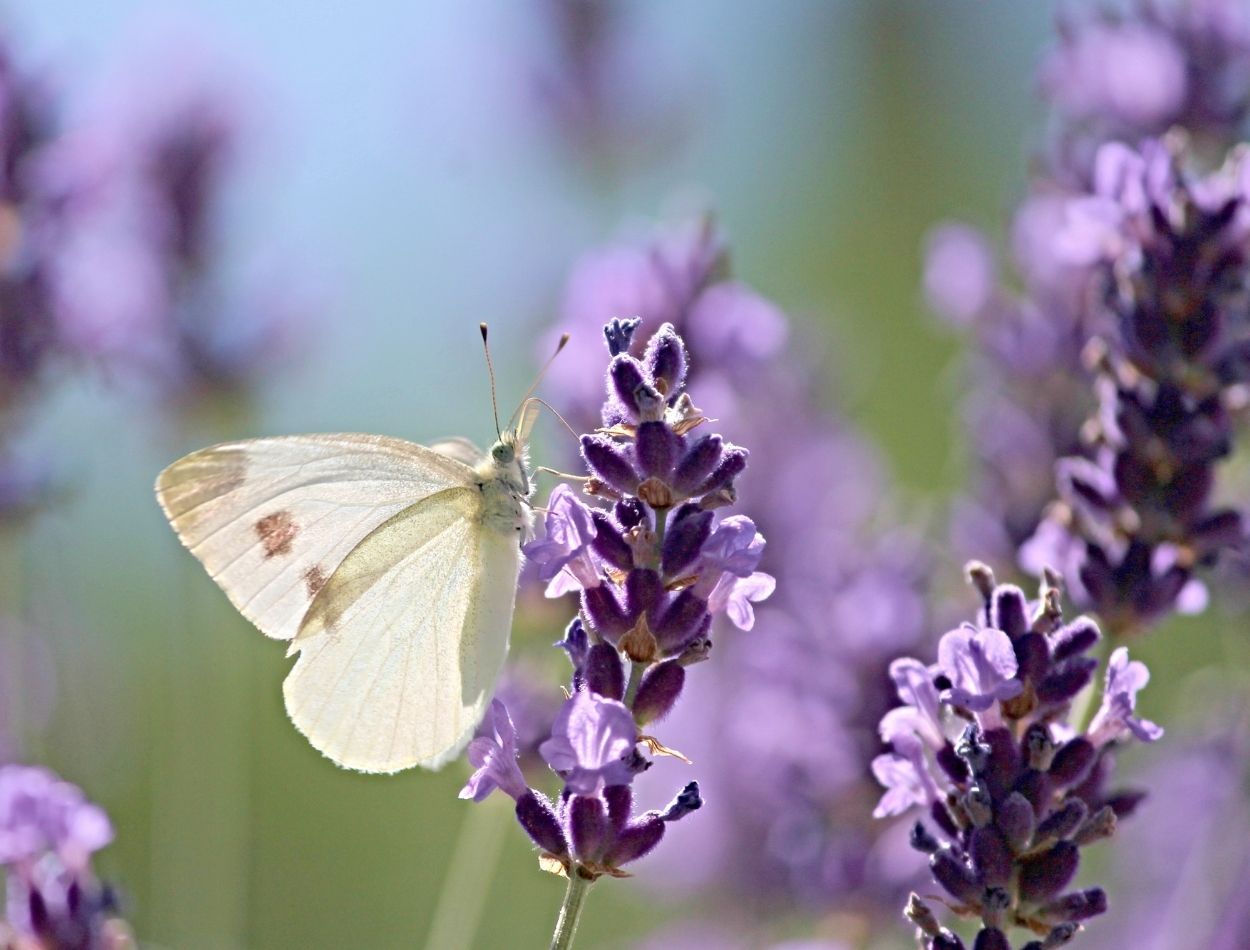 5 plantas repelentes fáceis de cultivar: proteja sua família sem a utilização de produtos químicos