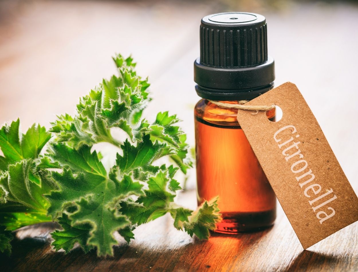 5 plantas repelentes fáceis de cultivar: proteja sua família sem a utilização de produtos químicos