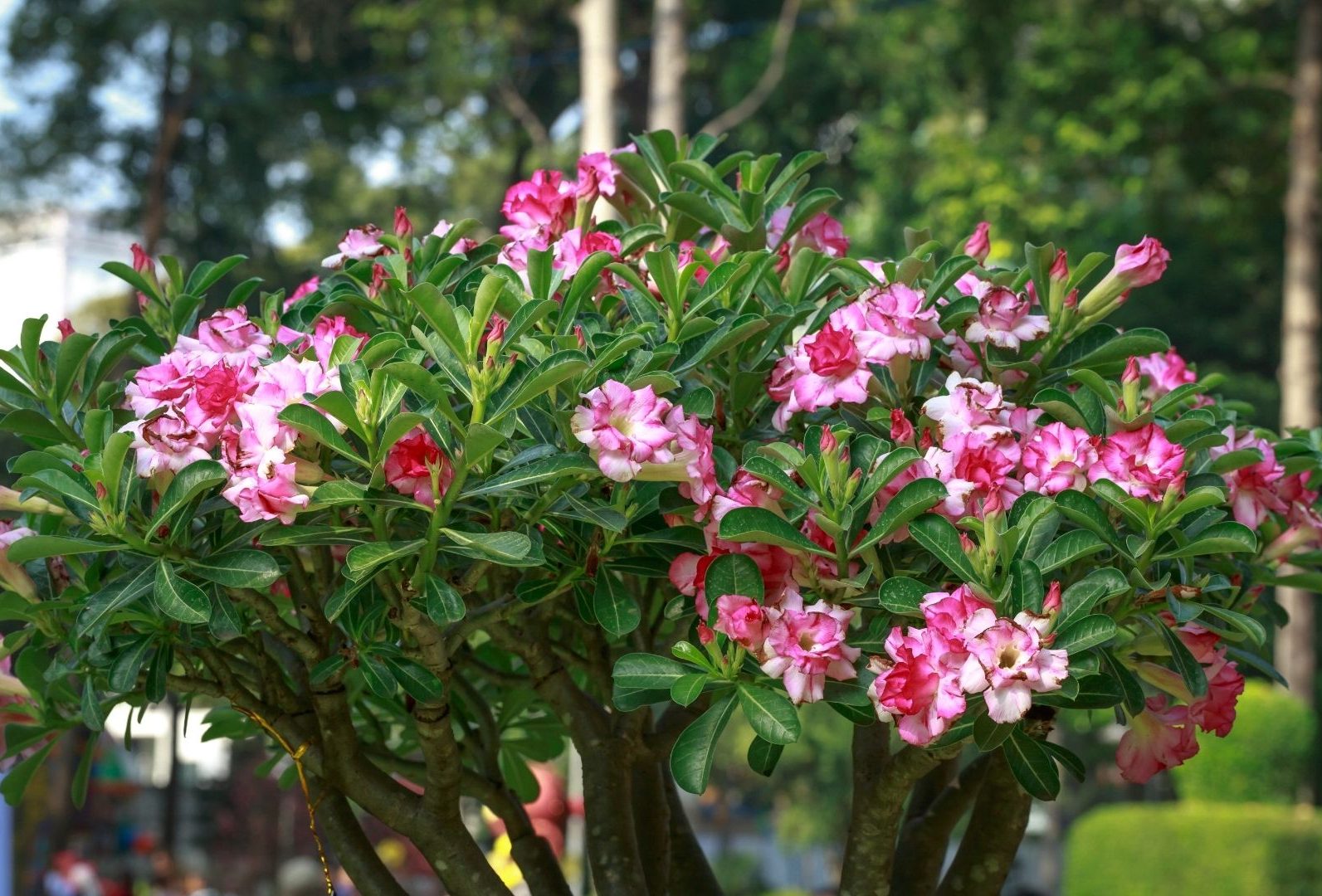 Como escolher o substrato ideal para rosa do deserto