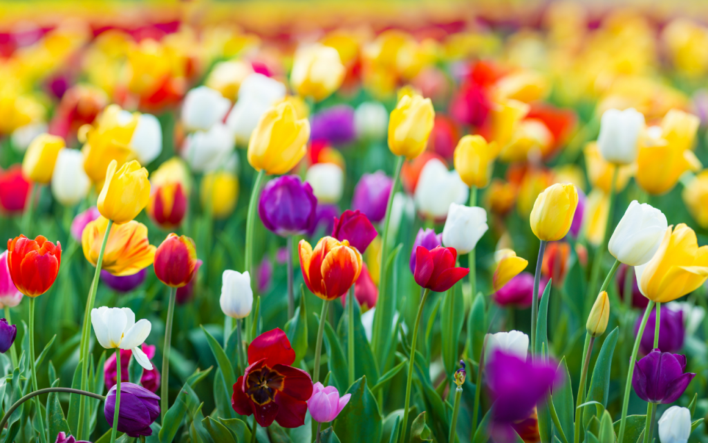 Quais são as flores que várias cores.