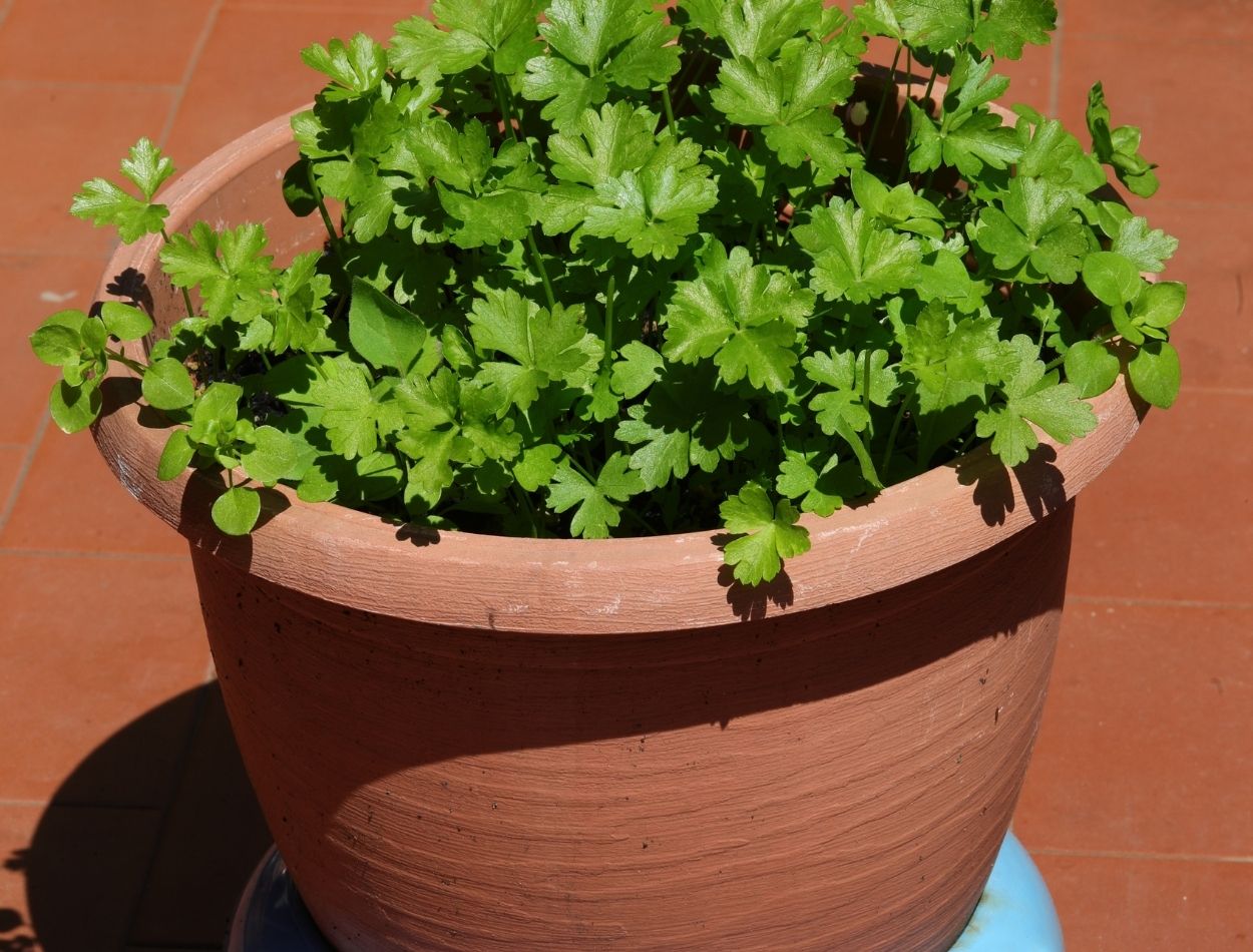 Descubra como cultivar salsinha em vaso pequeno com essas dicas incríveis