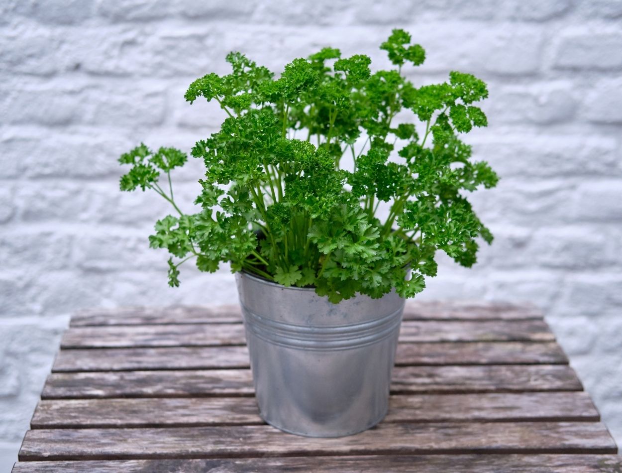 Descubra como cultivar salsinha em vaso pequeno com essas dicas incríveis