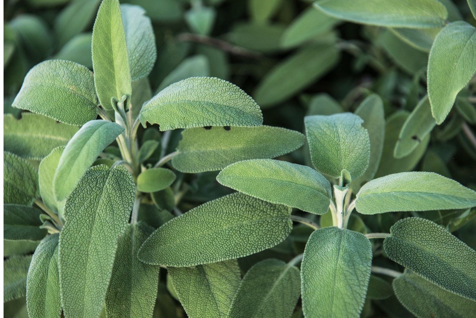 Como cultivar Sálvia: aprenda a ter essa plantinha na sua casa