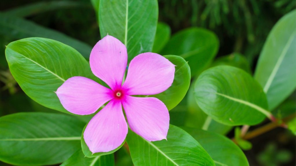 Plantas que preferem sombra. Foto: Canva pro