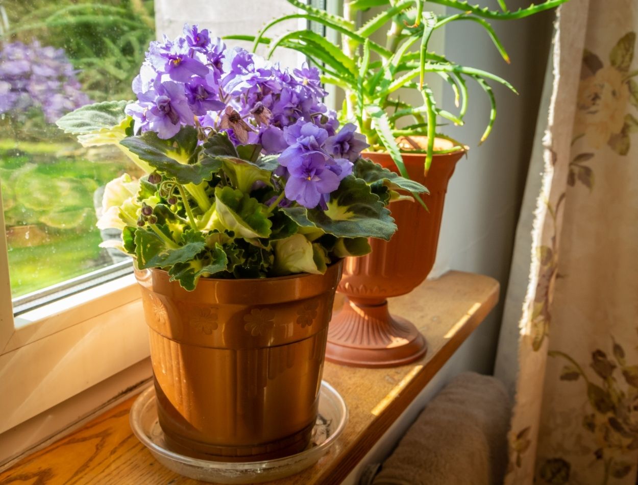 Veja como encher a violeta de flores; uma beleza traduzida através de diversos tamanhos e cores