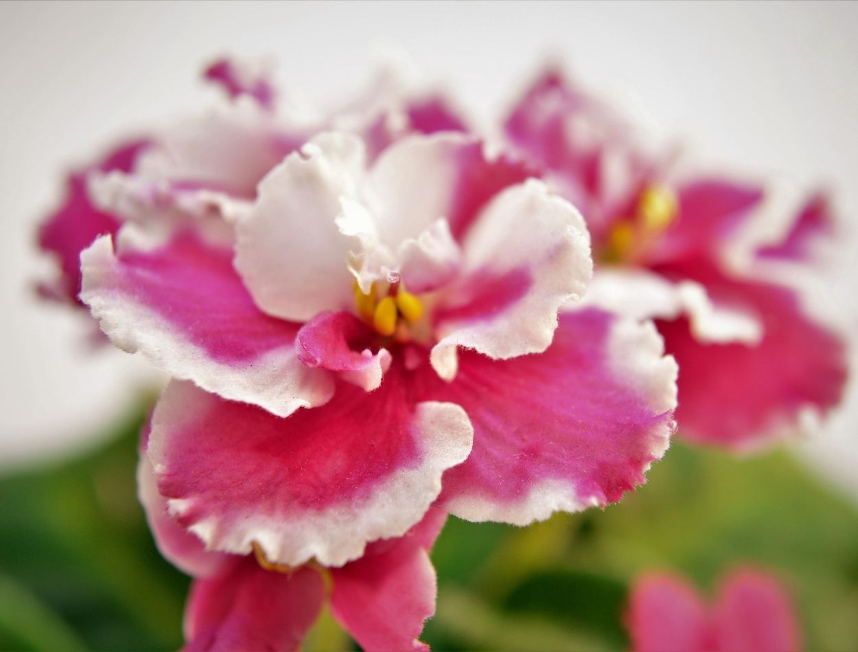 Veja como encher a violeta de flores; uma beleza traduzida através de diversos tamanhos e cores