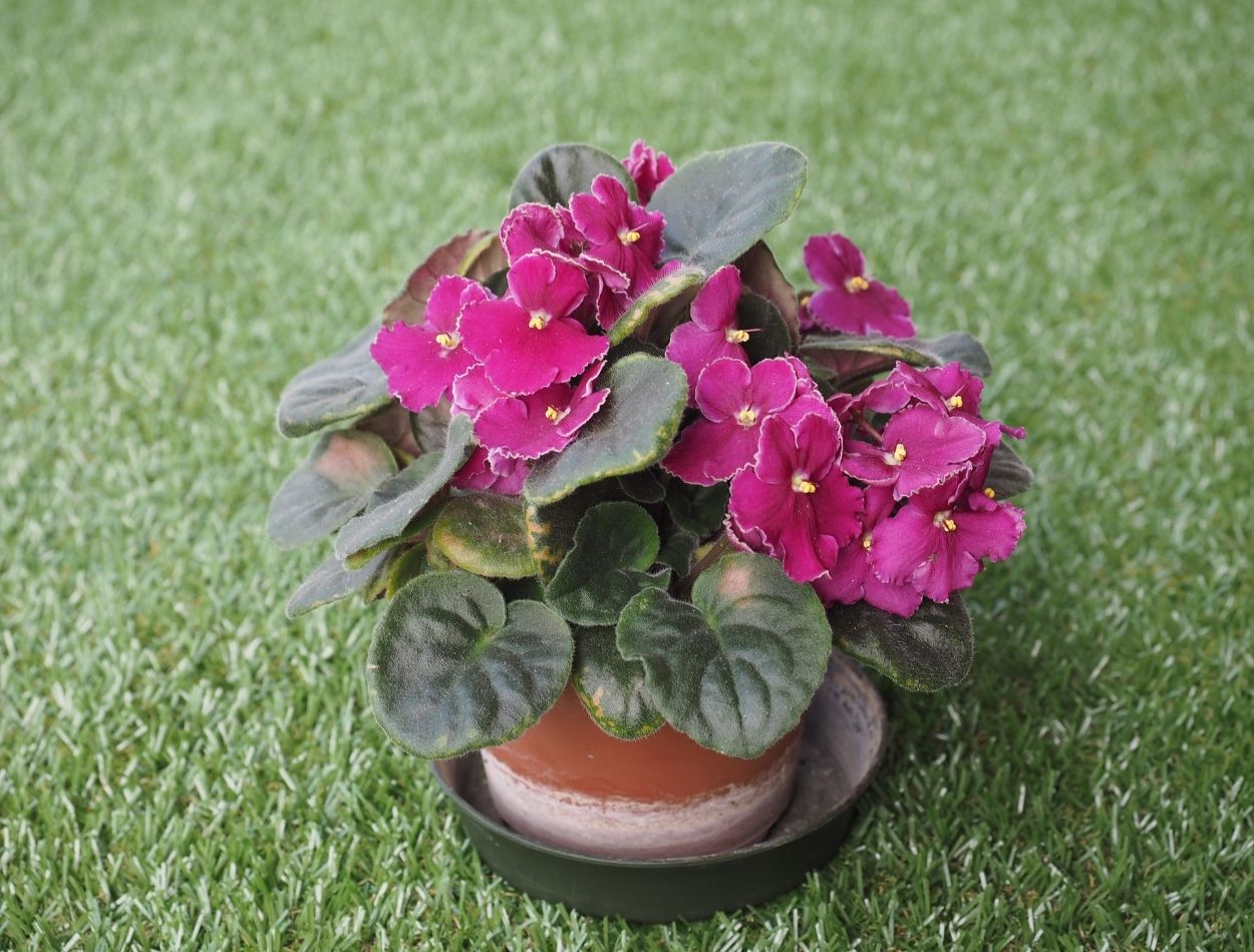 Gosta de ter sua violeta florida? Descubra como mantê-las floridas por mais tempo