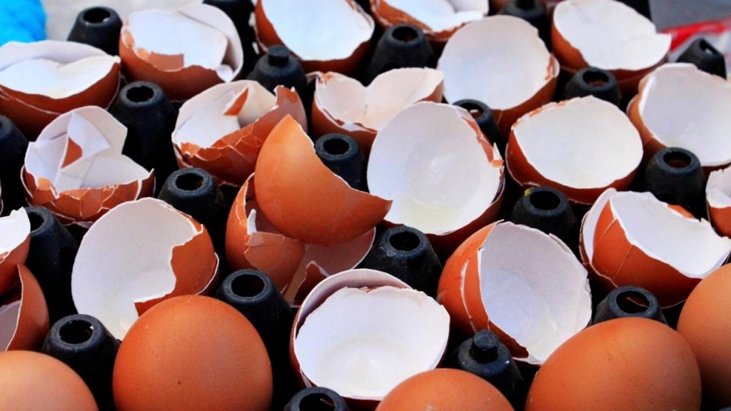 3 adubos caseiros que salvam qualquer planta, Foto: Canva Pro.