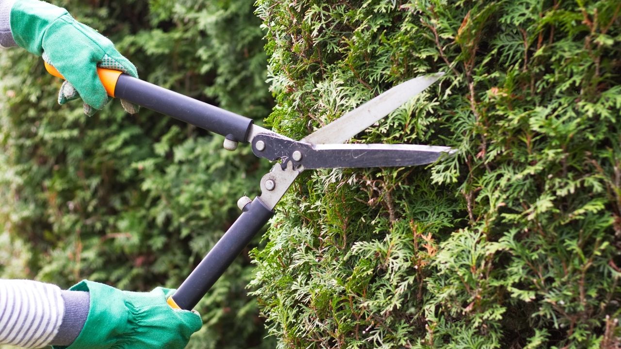 4 cuidados para ter na hora da poda: confira agora as melhores dicas.