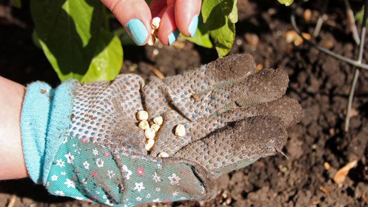 4 erros comuns ao começar uma horta em casa: veja quais são!