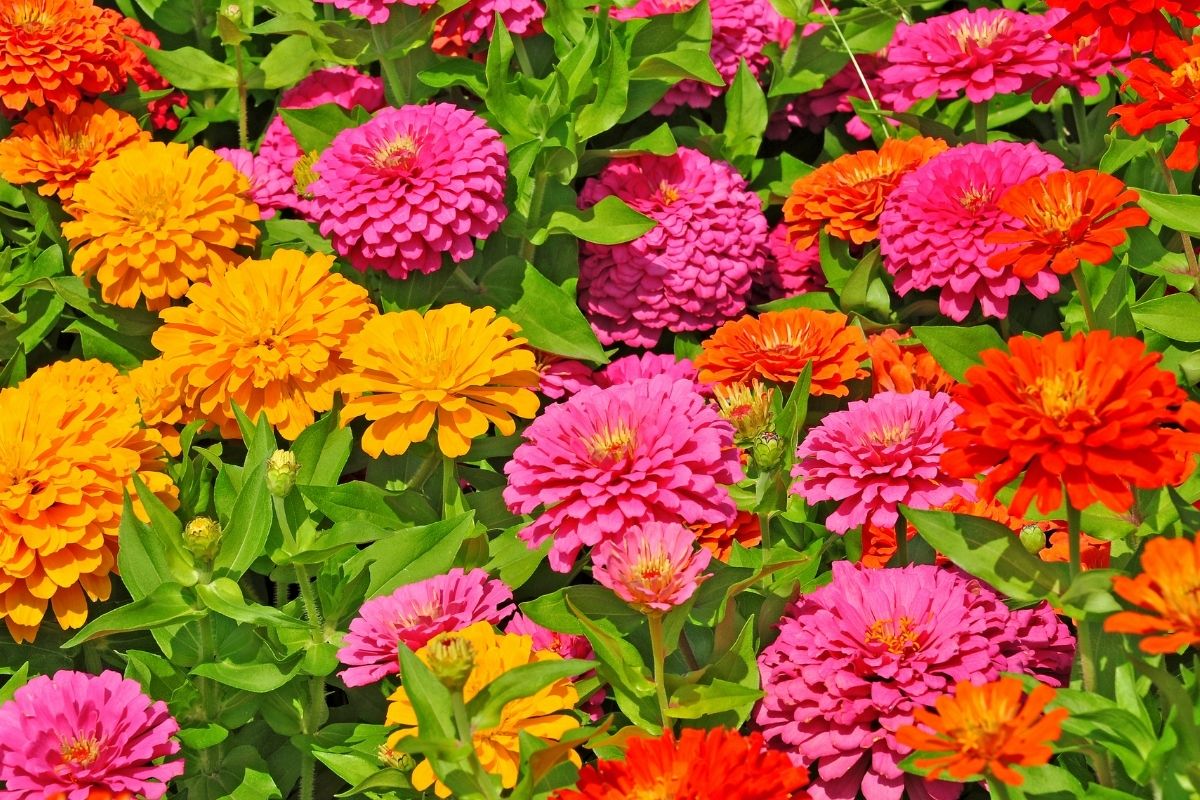 4 flores fáceis de cuidar que são comestíveis.