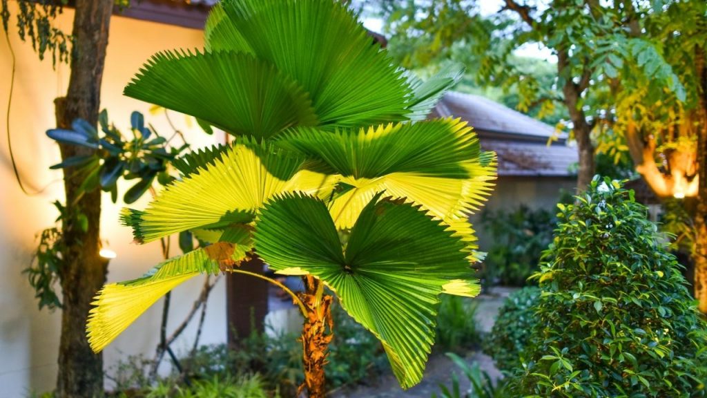Tipos de palmeiras para decorar a casa, Foto: Canva Pro.