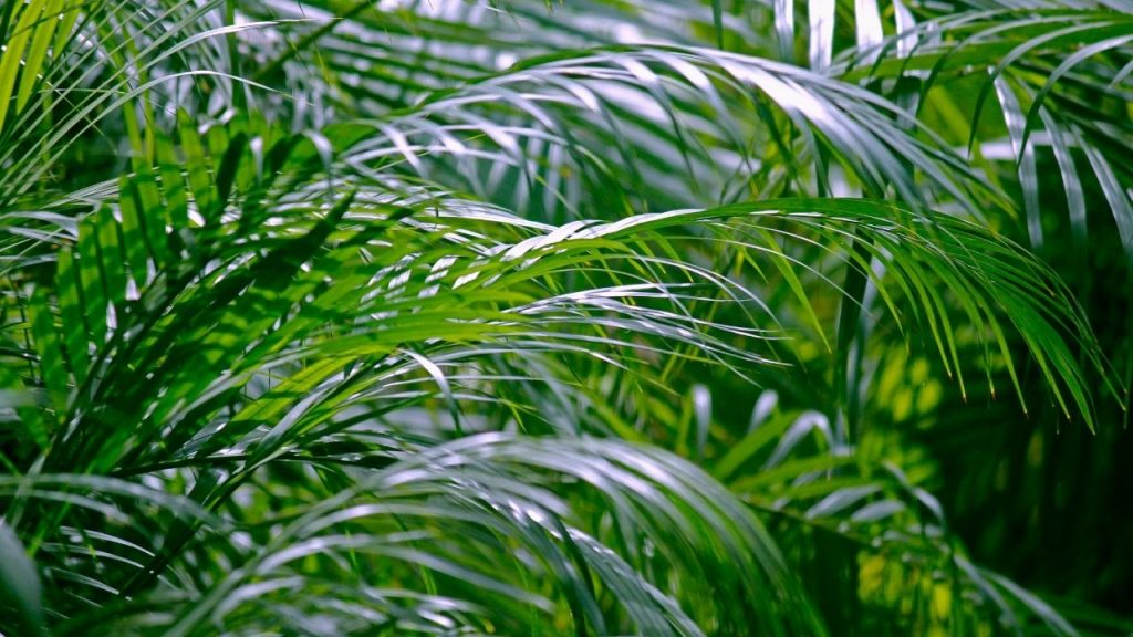 Tipos de palmeiras para decorar a casa, Foto: Canva Pro.